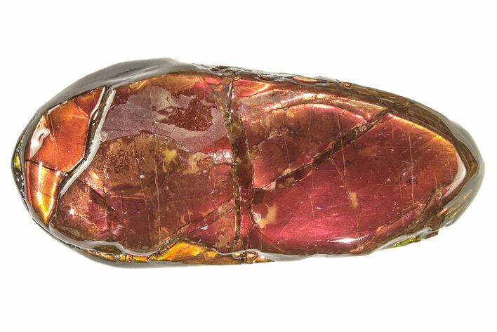 Iridescent Ammolite (Fossil Ammonite Shell) - Alberta #265106